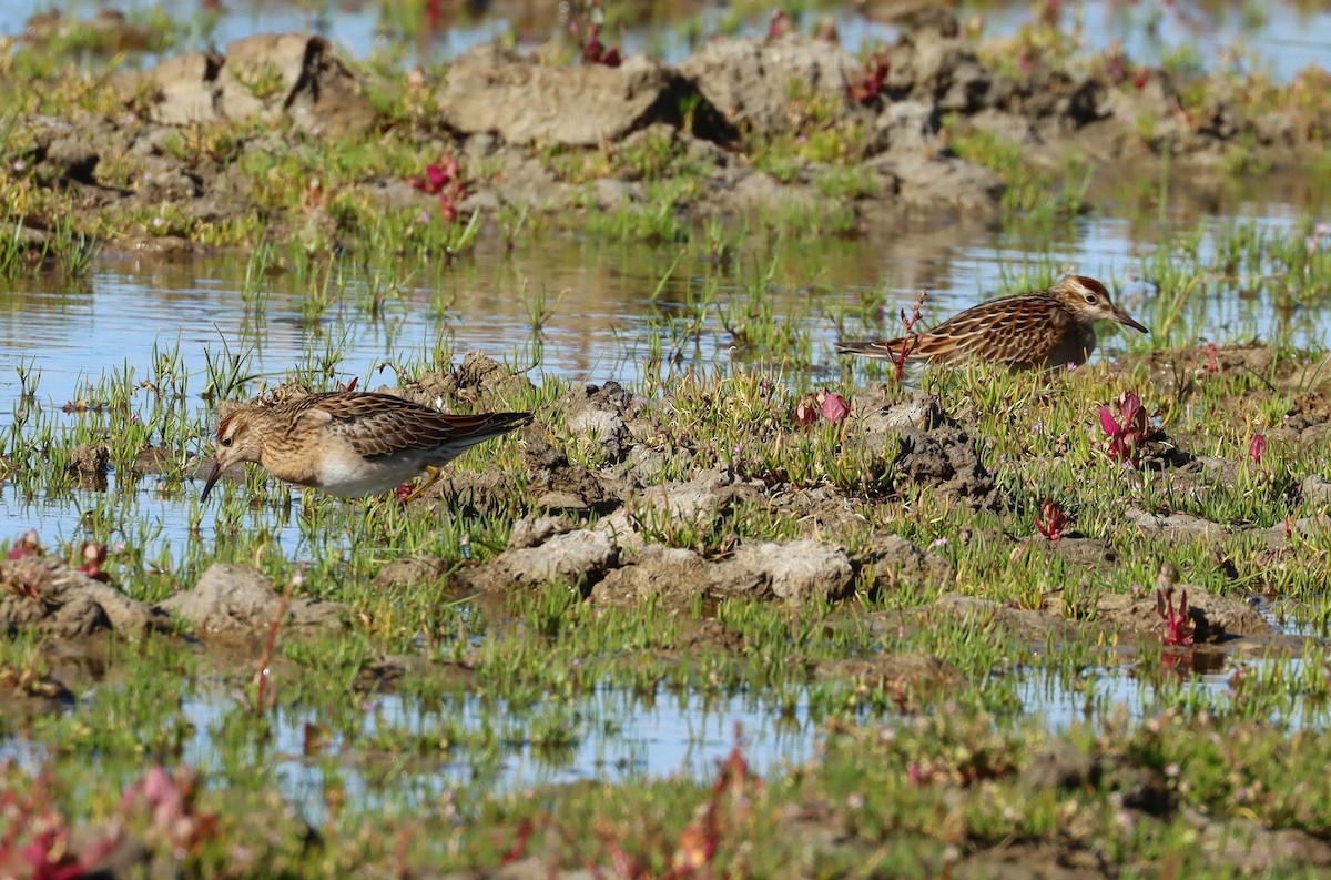 Sharp-tailed Sandpiper - ML610677115