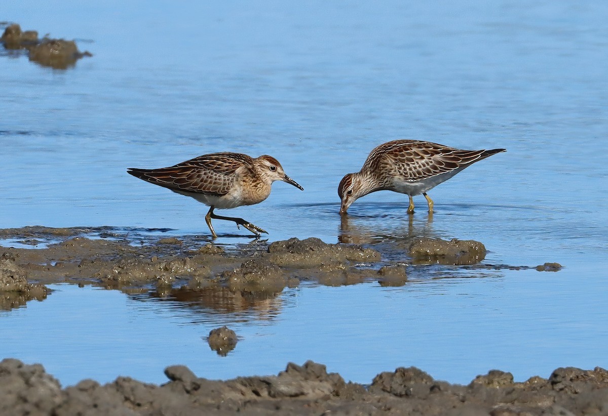 Sharp-tailed Sandpiper - ML610677234