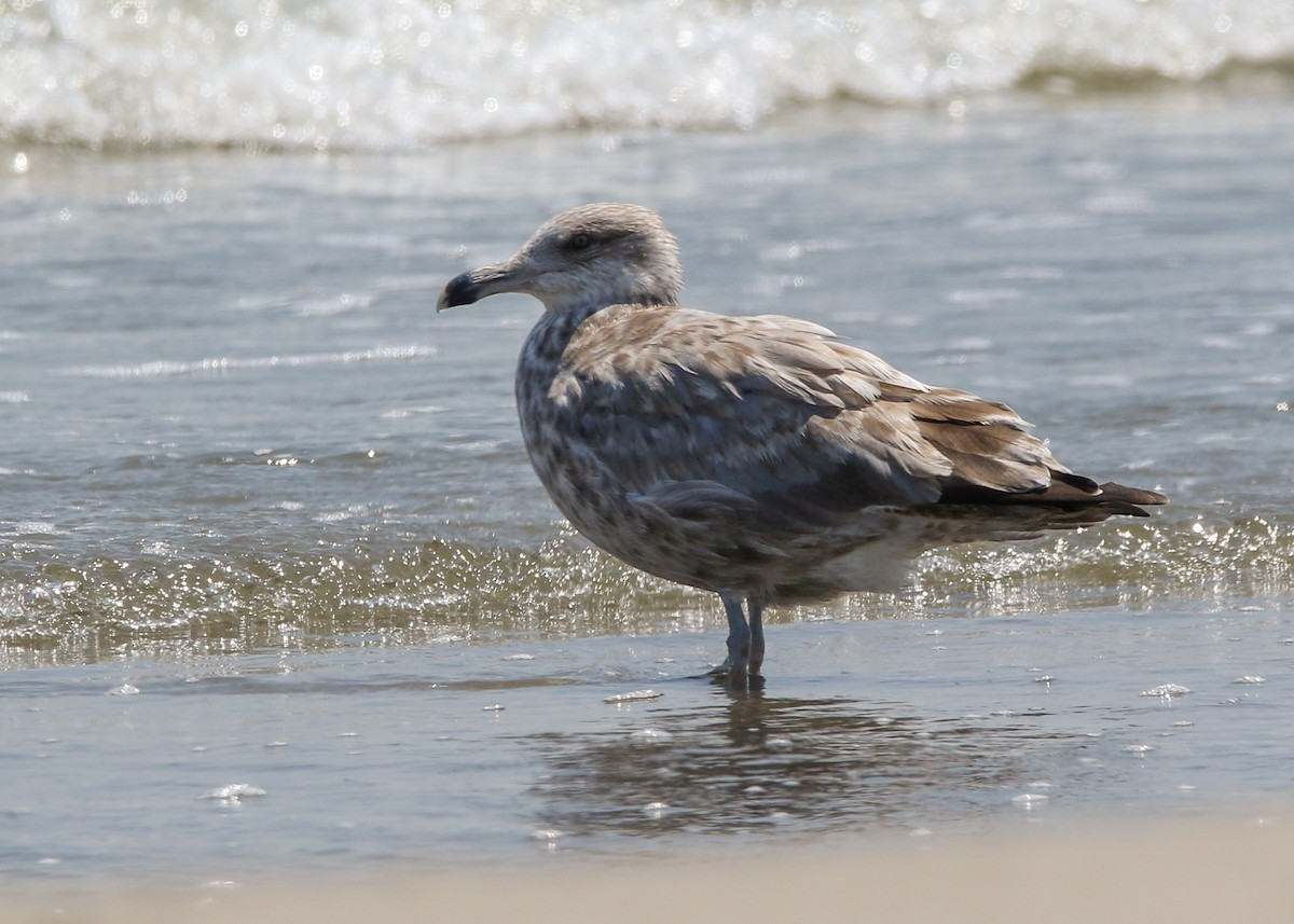 eBird Checklist - 25 Aug 2023 - Breton NWR--Breton Island - 33 species ...