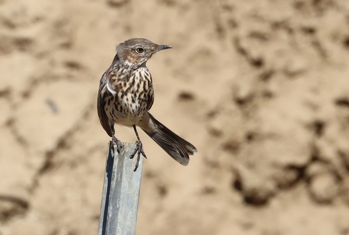Sage Thrasher - ML610677458