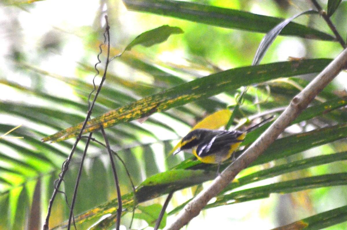 Yellow-breasted Boatbill - ML610677722