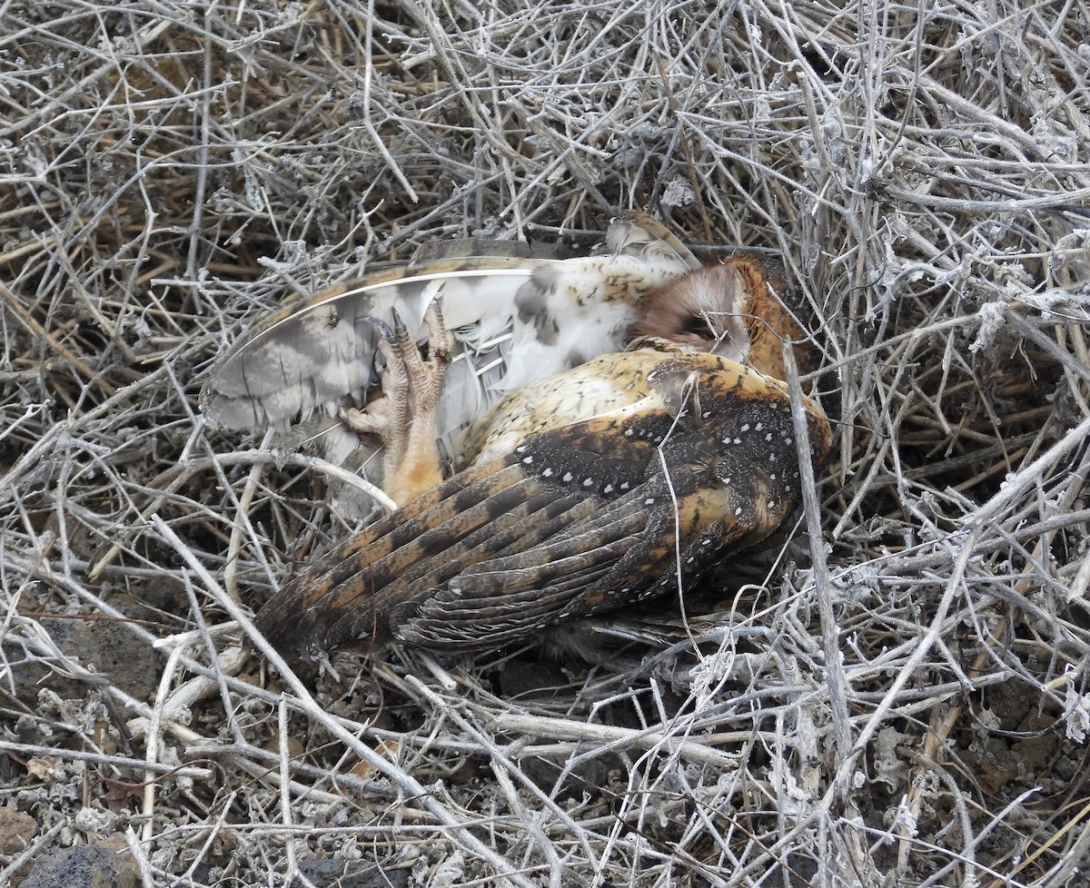 Barn Owl (Galapagos) - ML610677842