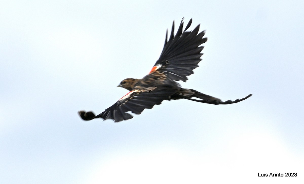 Long-tailed Widowbird - ML610678180