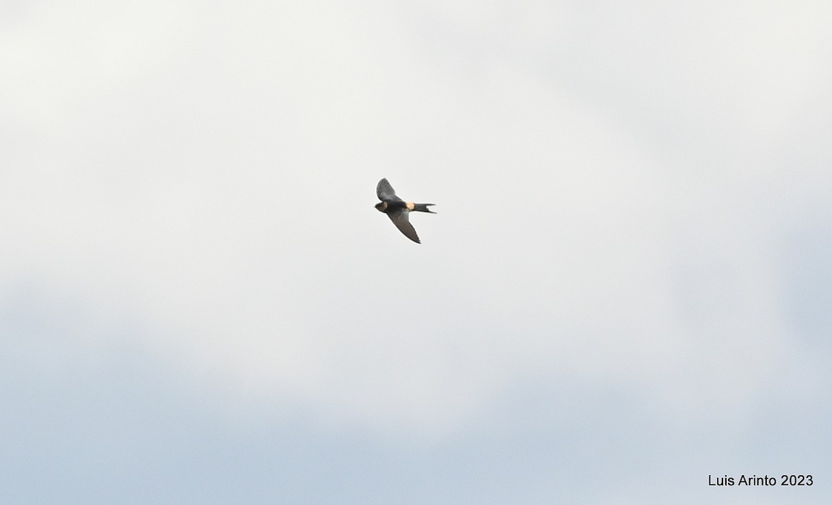 Red-rumped Swallow - ML610678258
