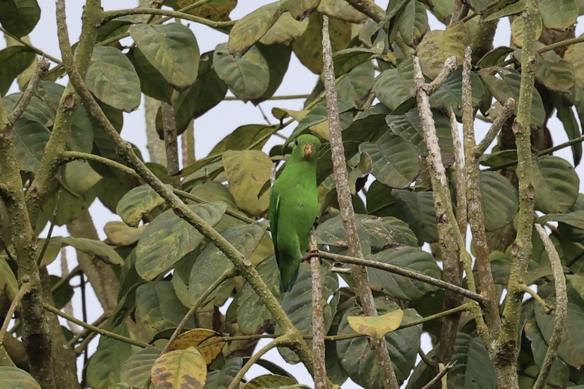 Pygmy Hanging-Parrot - ML610678784