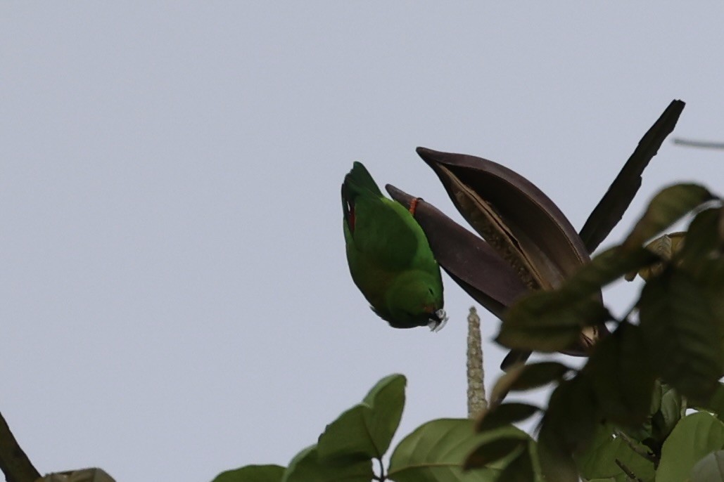 Pygmy Hanging-Parrot - Andrew William