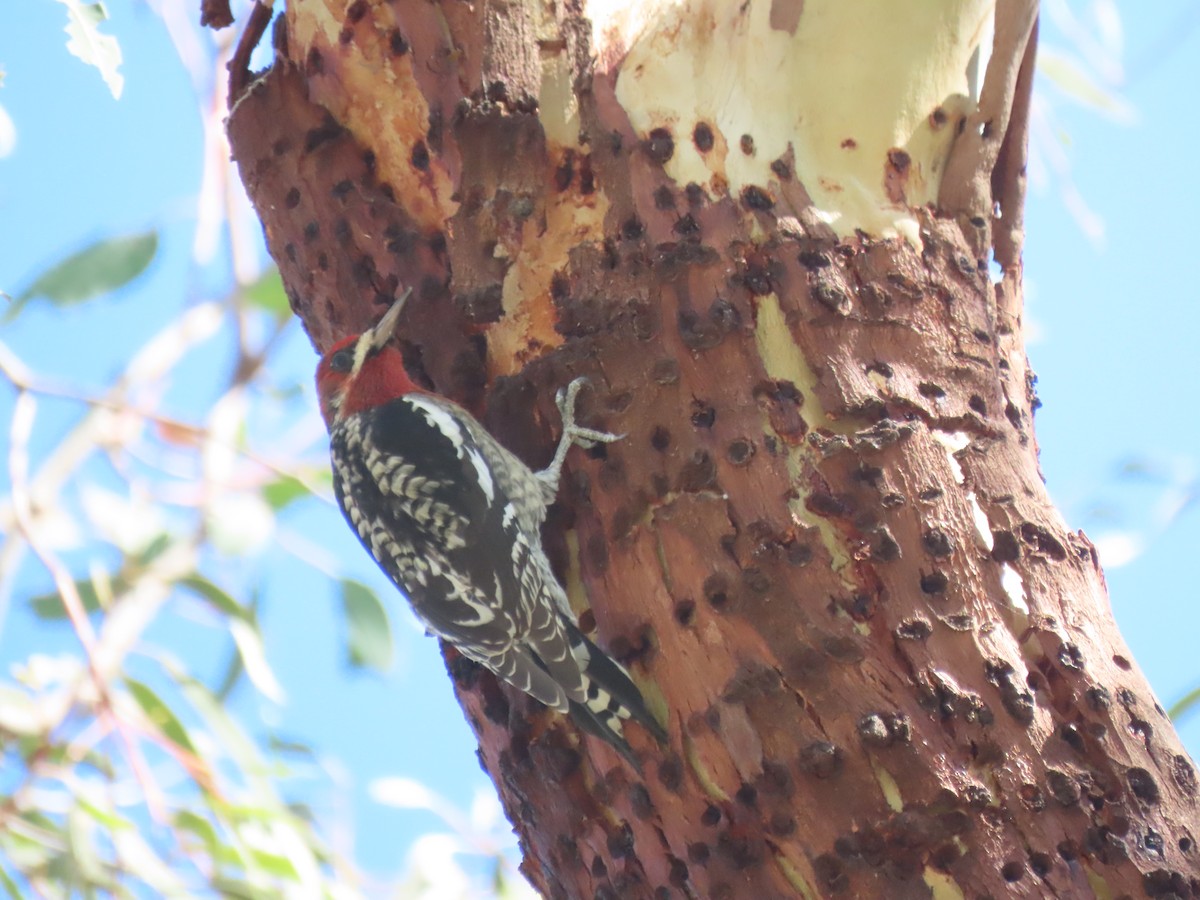 Red-breasted Sapsucker - ML610678881
