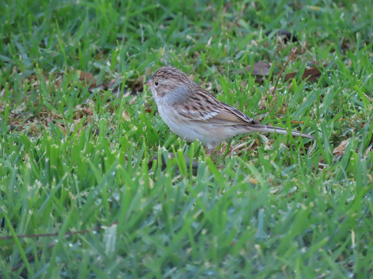 Clay-colored Sparrow - ML610678897