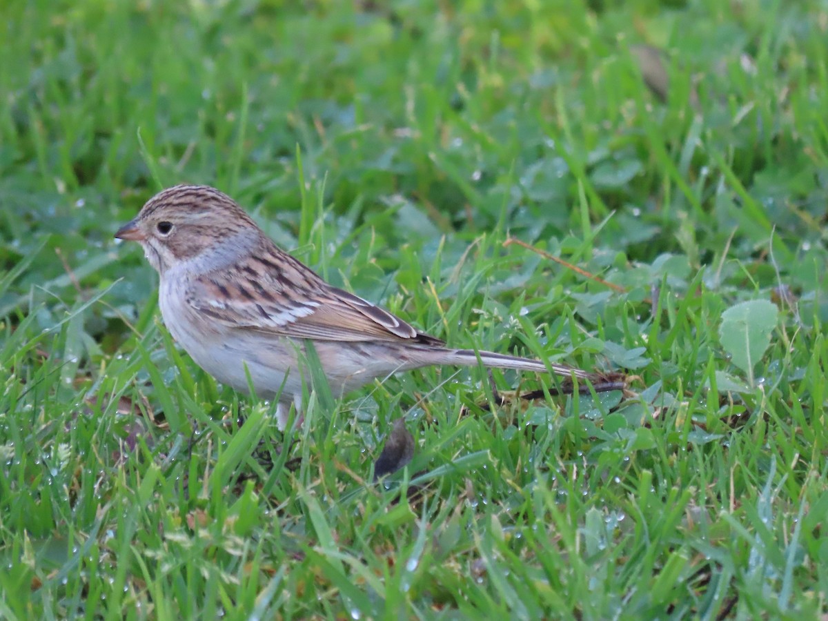 Clay-colored Sparrow - ML610678899