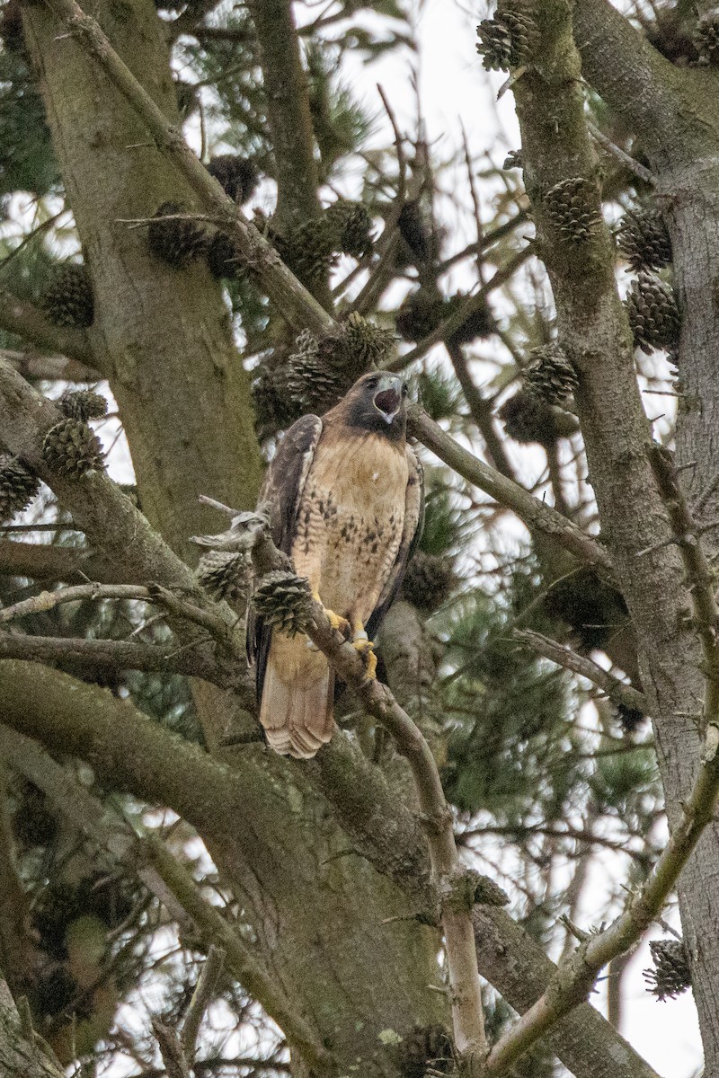 Red-tailed Hawk - ML610679552