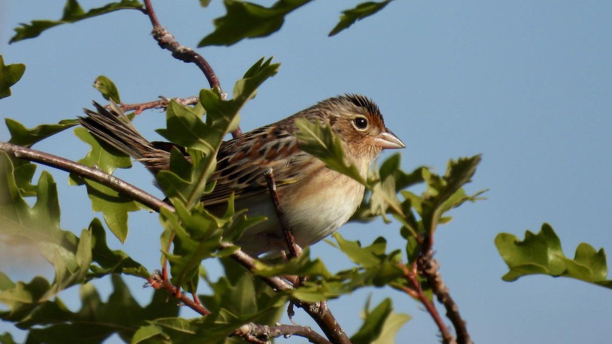 Grasshopper Sparrow - ML610679717