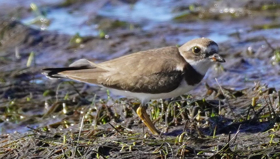 Semipalmated Plover - ML610679773