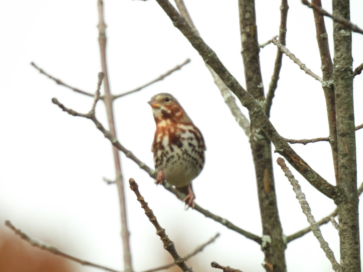 Fox Sparrow (Red) - ML610680035