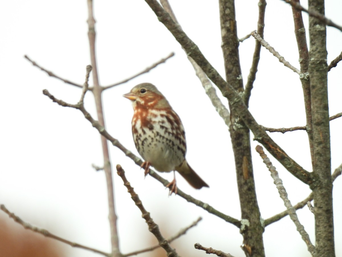 Fox Sparrow (Red) - ML610680036