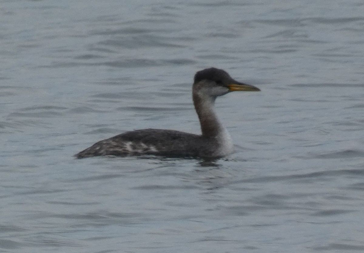 Red-necked Grebe - ML610680271