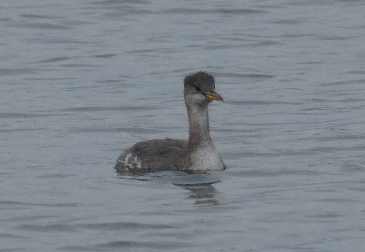 Red-necked Grebe - ML610680454