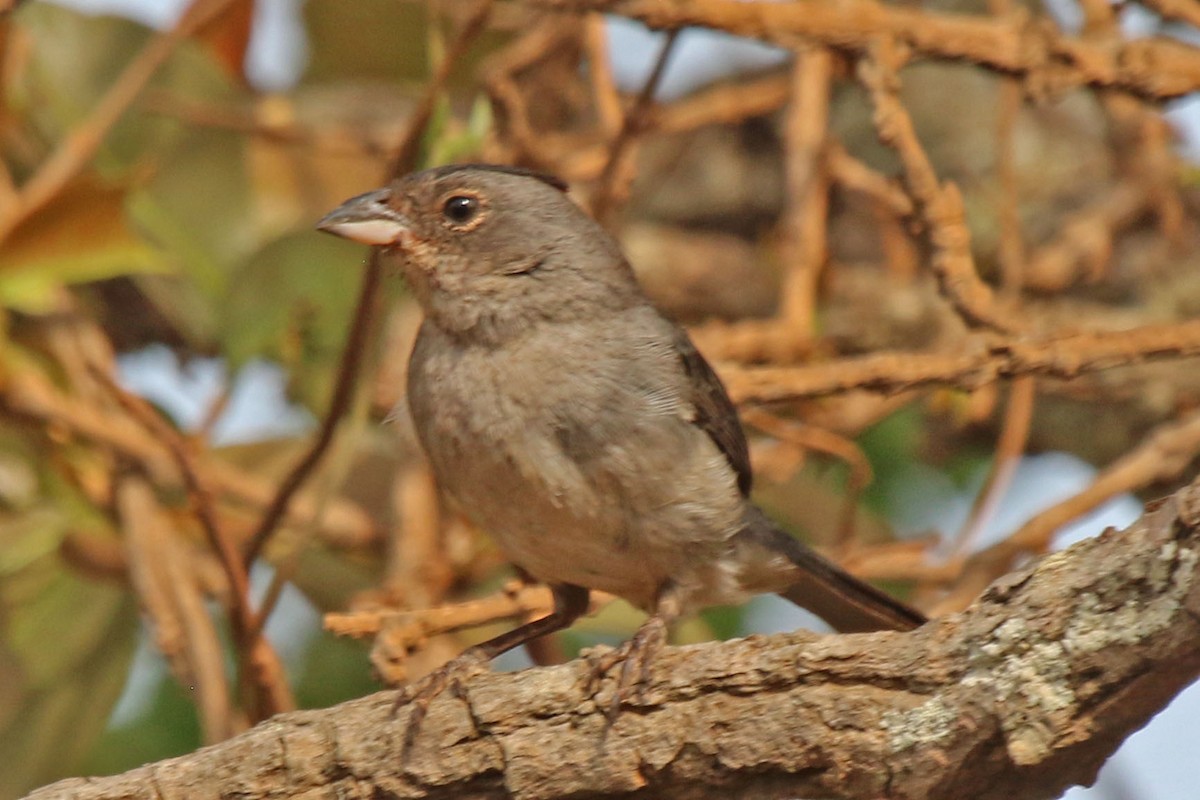 Pileated Finch - ML610680464