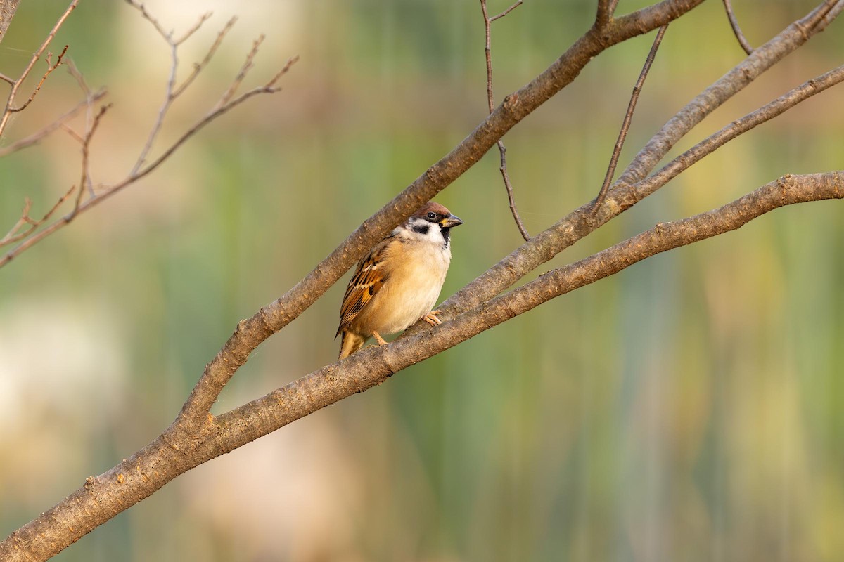Eurasian Tree Sparrow - ML610680478