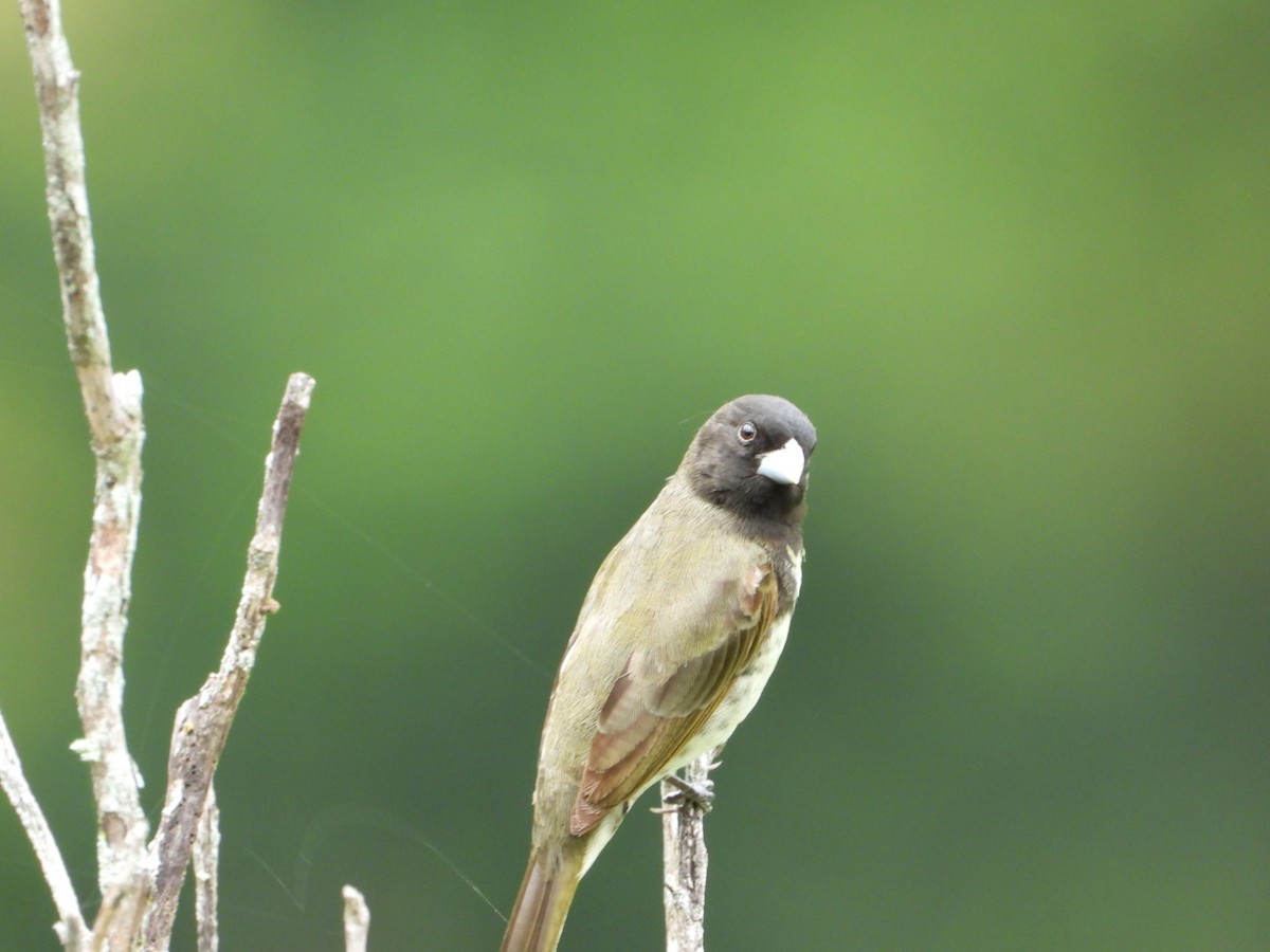 Yellow-bellied Seedeater - ML610680533