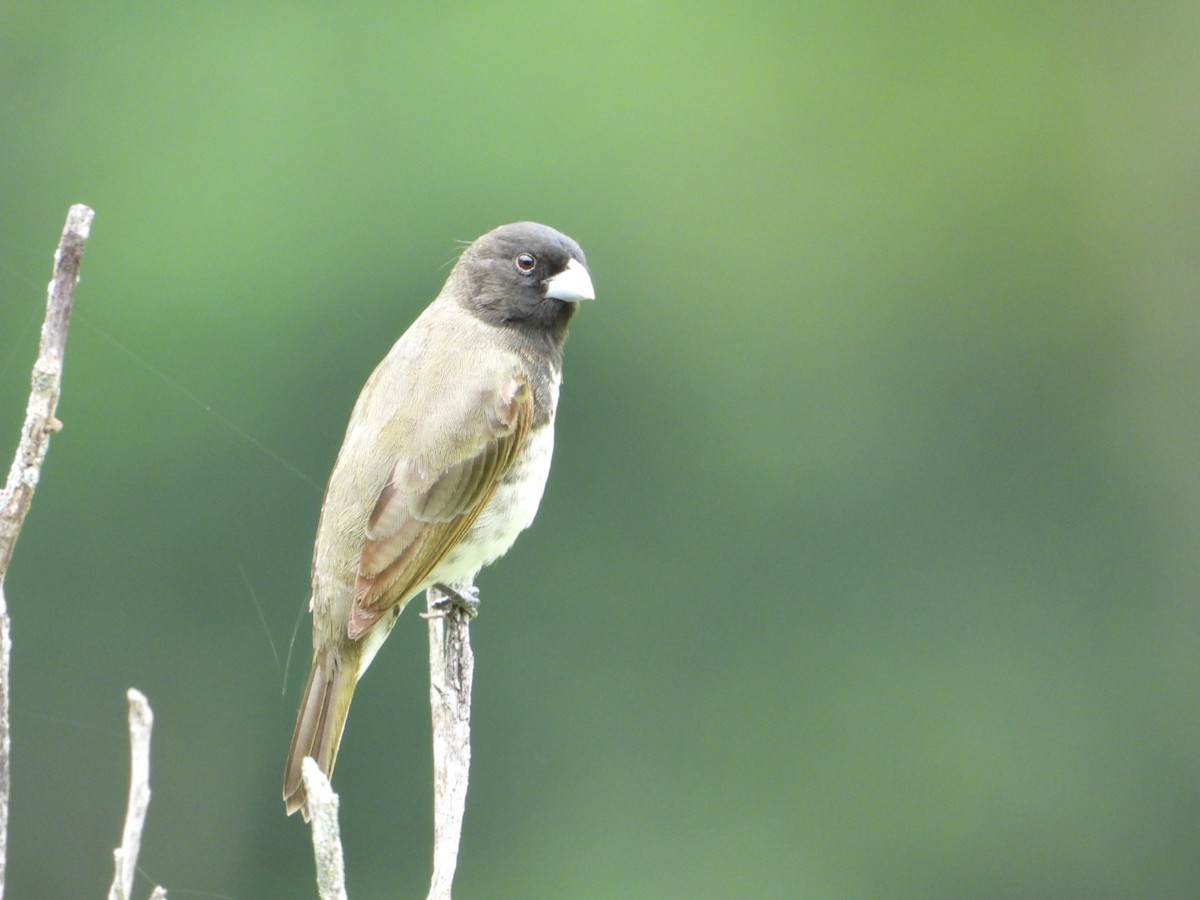 Yellow-bellied Seedeater - ML610680534