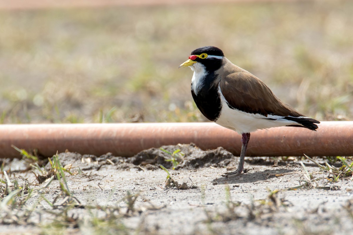 Banded Lapwing - ML610680940