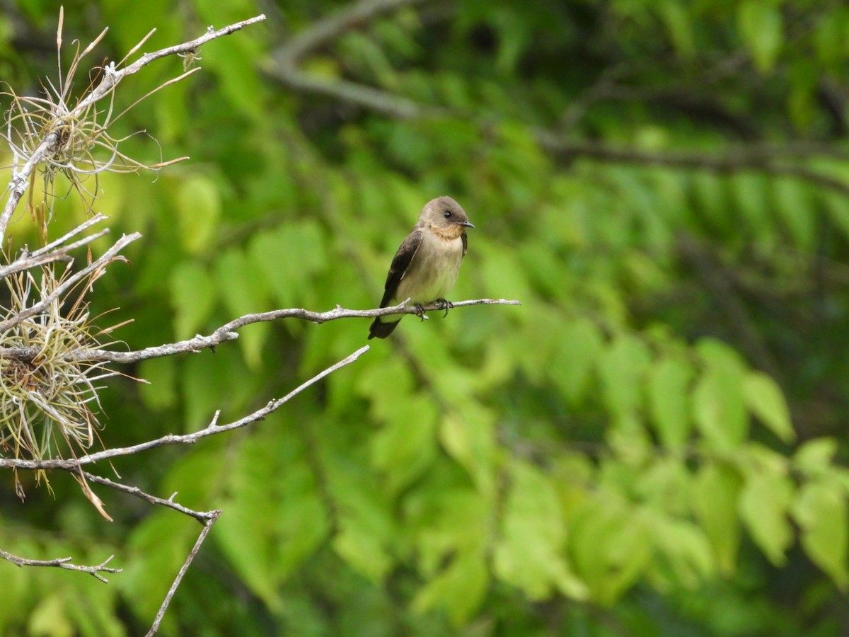 Southern Rough-winged Swallow - ML610681099