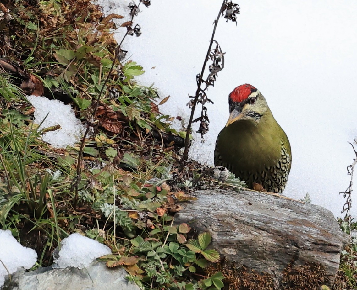 Scaly-bellied Woodpecker - Vijaya Lakshmi
