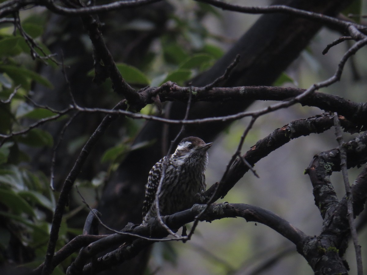 Striped Woodpecker - ML610681630