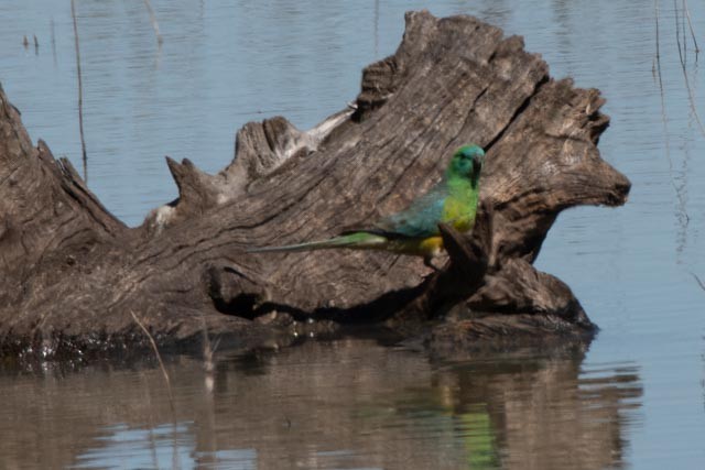 Red-rumped Parrot - ML610682426