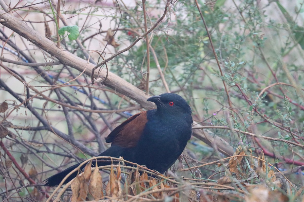 Greater Coucal - ML610682731