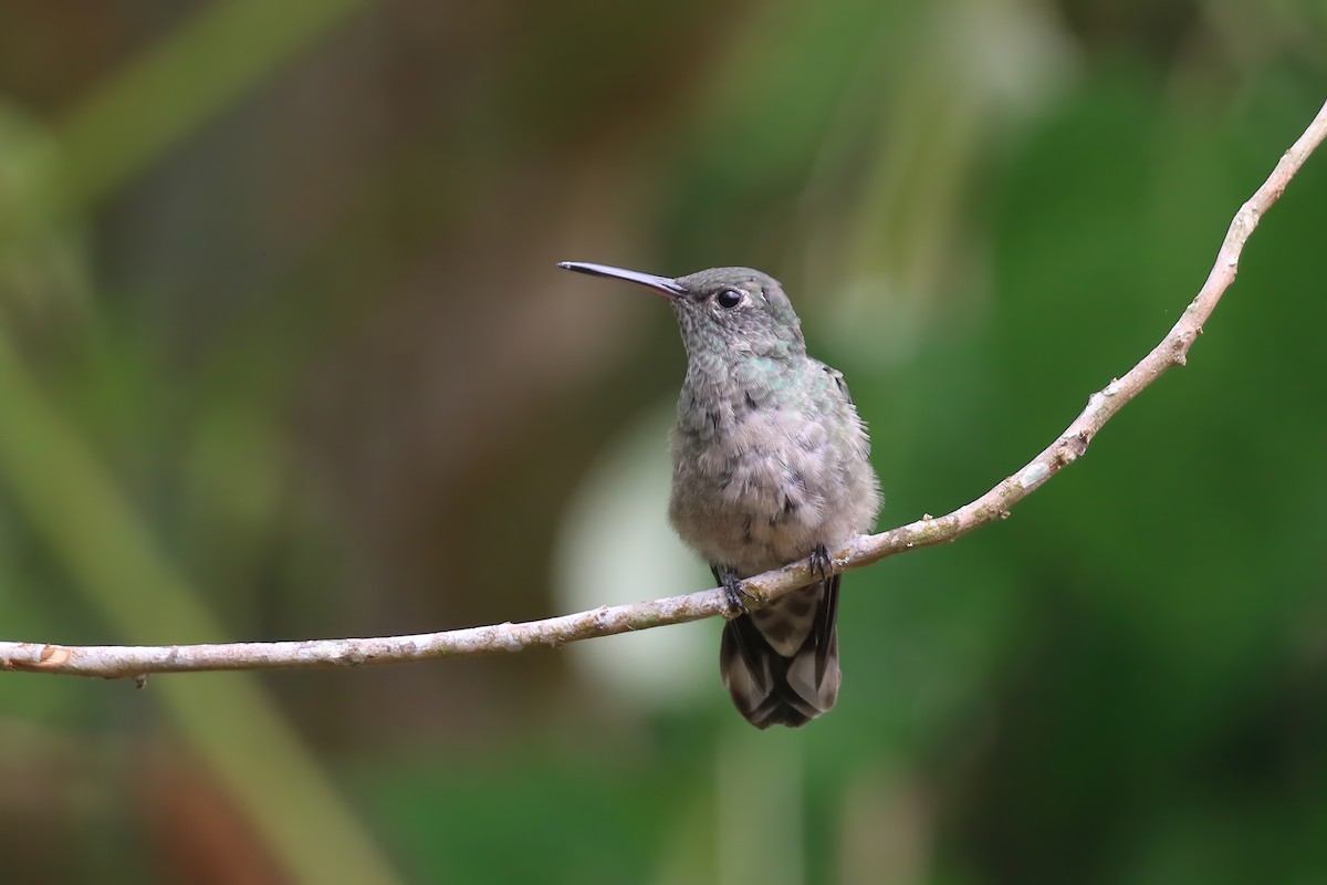 Scaly-breasted Hummingbird (Cuvier's) - Greg Scyphers