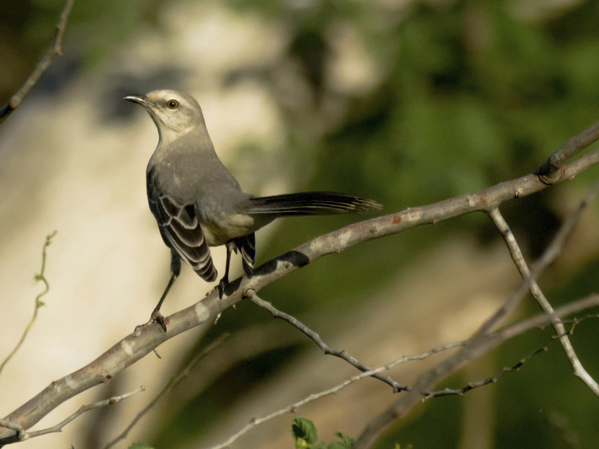 Tropical Mockingbird (Mayan) - ML610682832