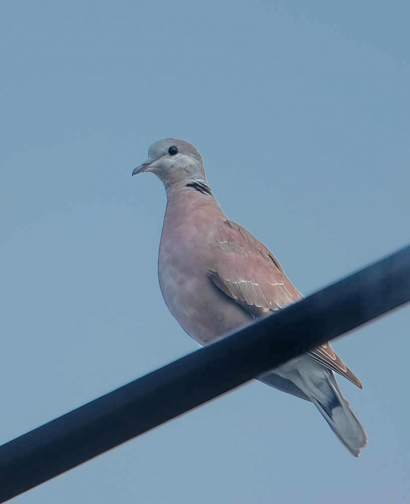 Red Collared-Dove - ML610682863