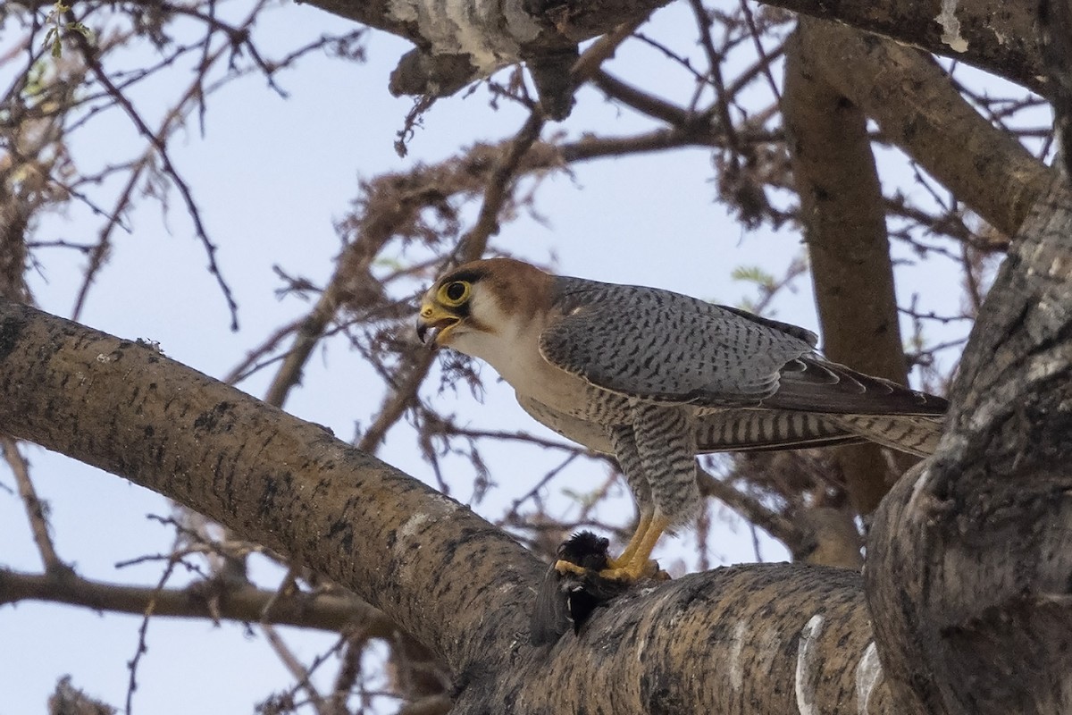 Red-necked Falcon (African) - ML610682947