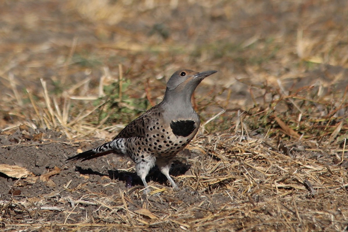 Northern Flicker (Red-shafted) - ML610683163