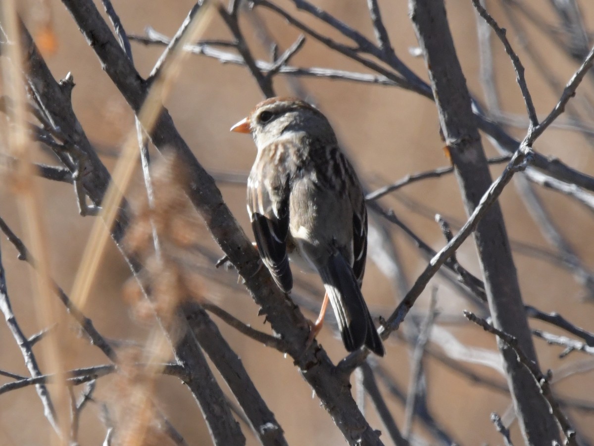 White-crowned Sparrow - ML610683368