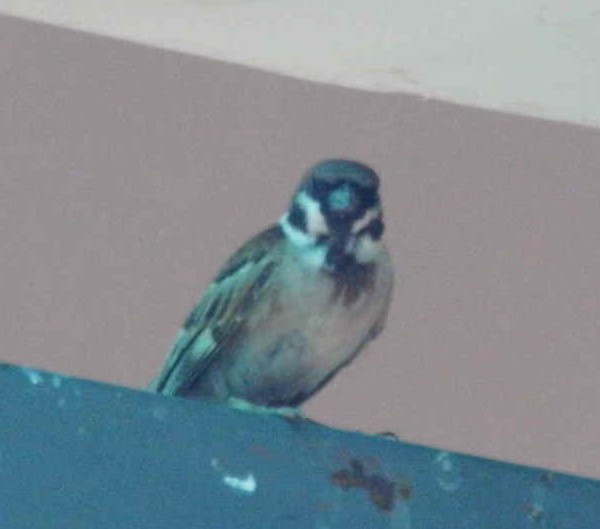 Eurasian Tree Sparrow - ML610683904