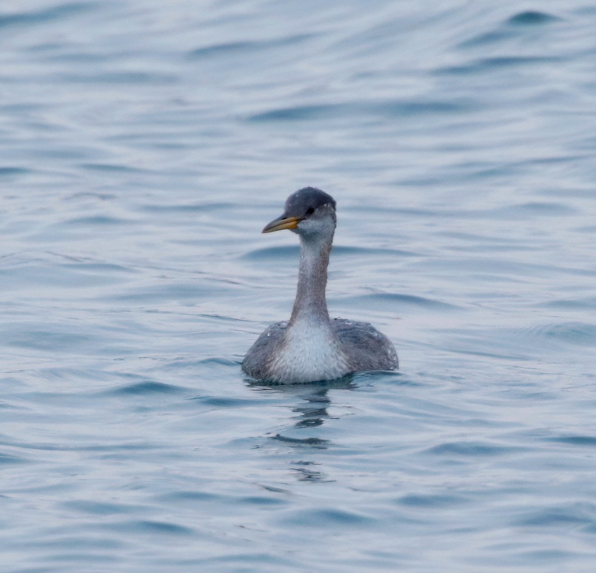 Red-necked Grebe - ML610684272