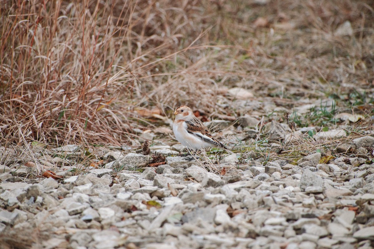 Snow Bunting - Anonymous
