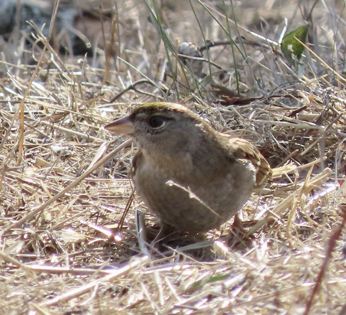 Golden-crowned Sparrow - ML610684388