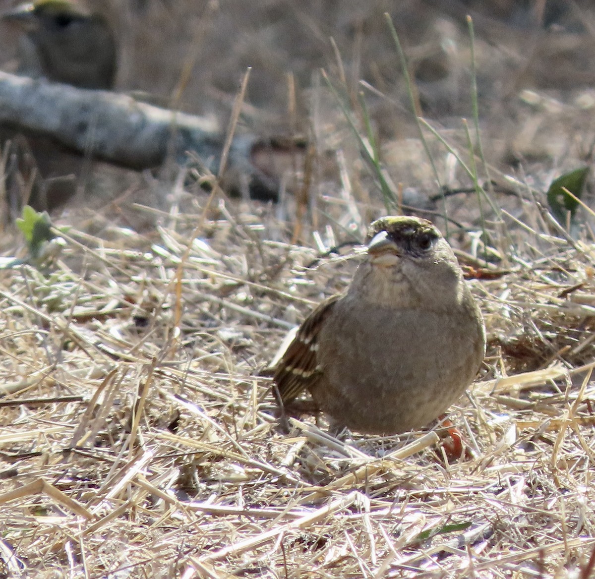 Golden-crowned Sparrow - ML610684389