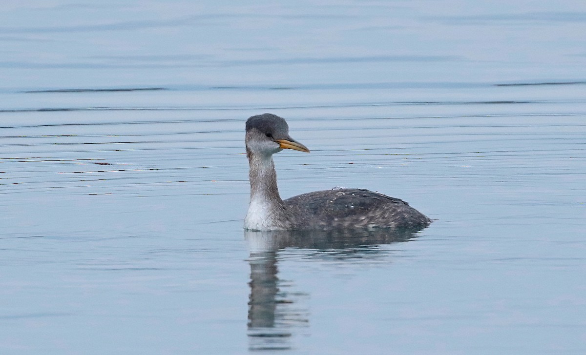Red-necked Grebe - ML610684431