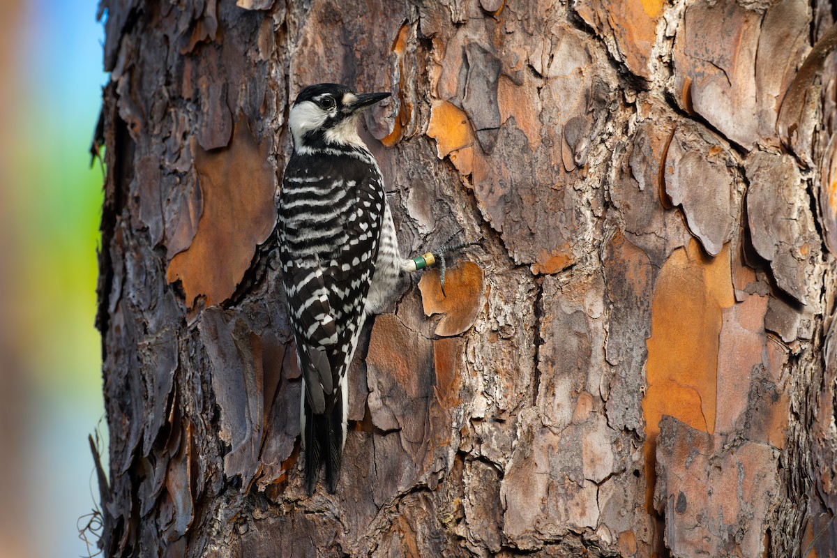 Red-cockaded Woodpecker - Matt Zuro