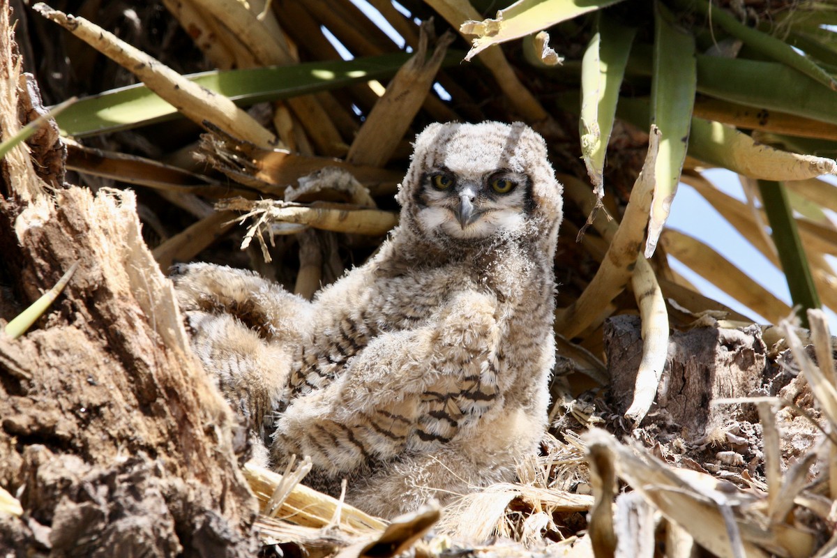 Great Horned Owl - ML610684921