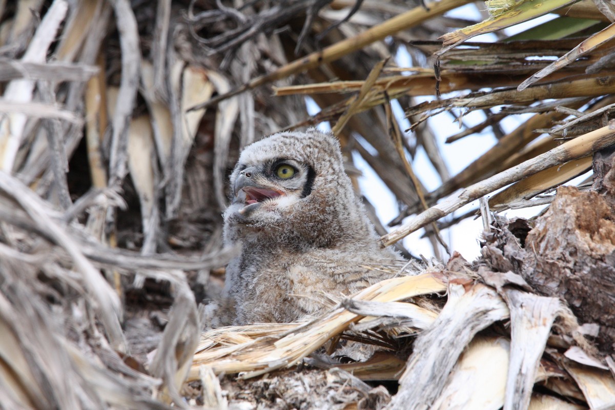 Great Horned Owl - ML610684930