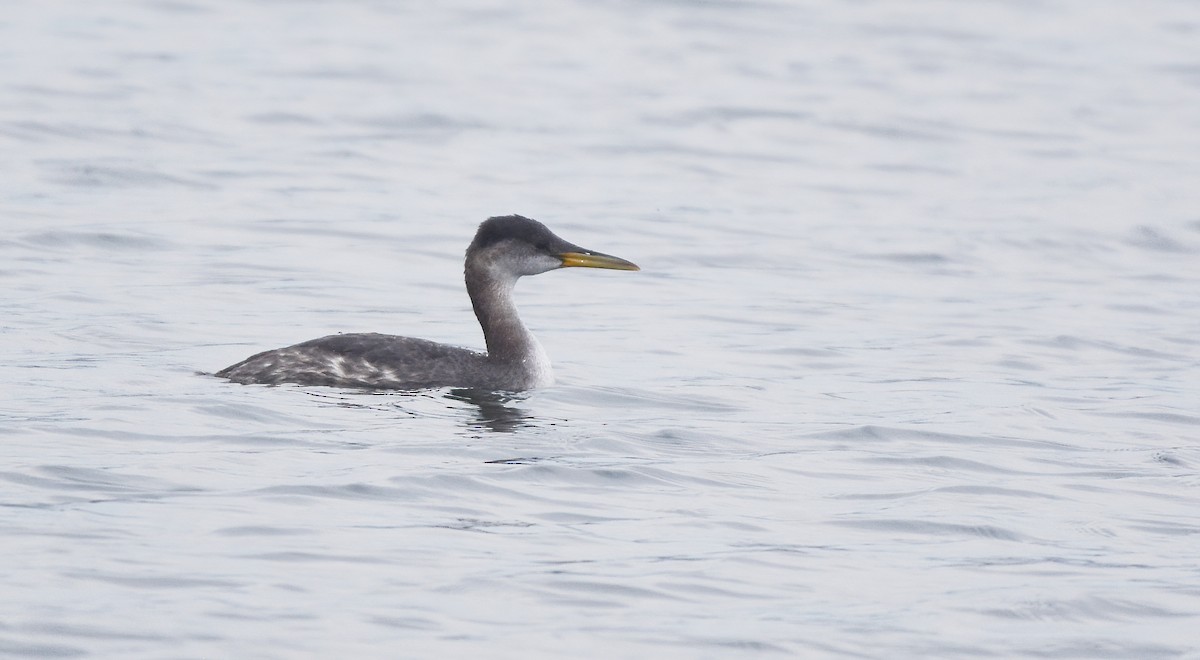 Red-necked Grebe - ML610685239