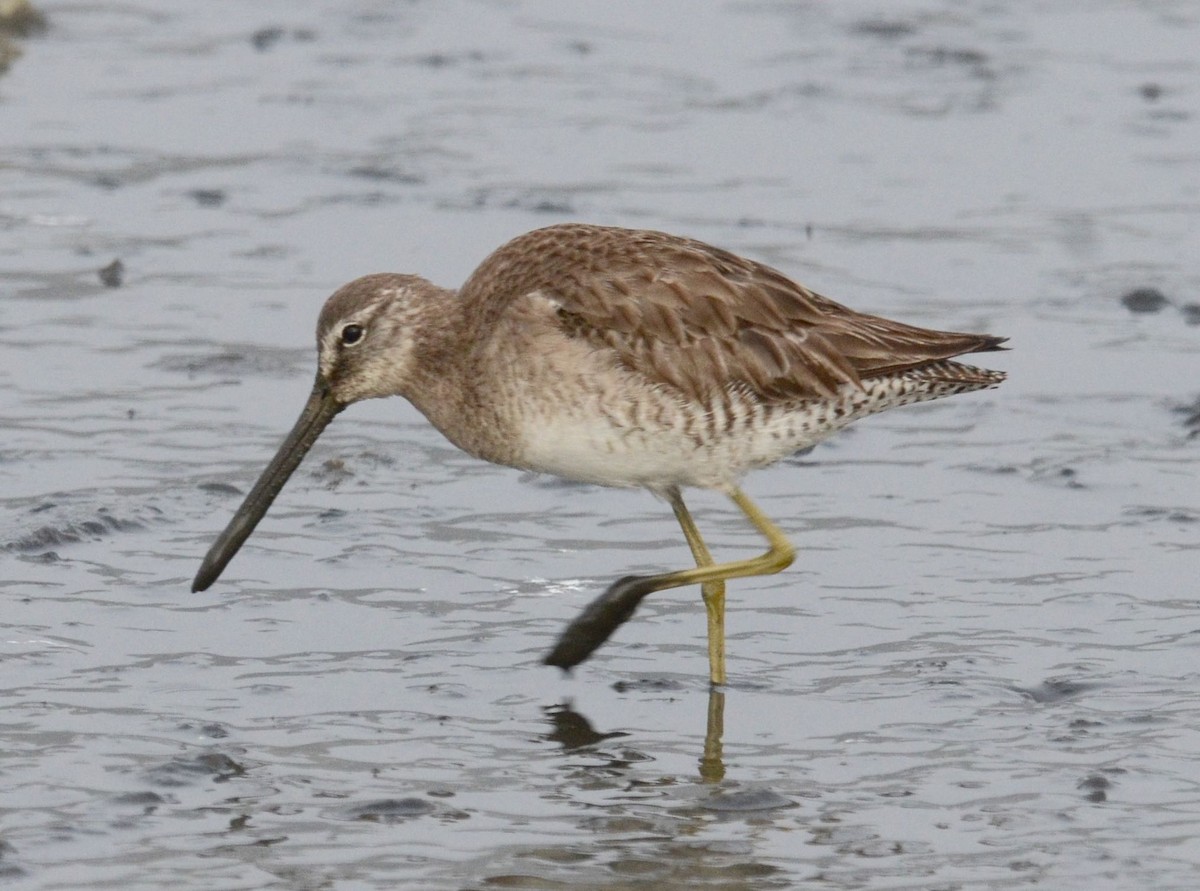 Long-billed Dowitcher - ML61068541