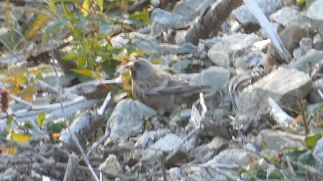 Gray-crowned Rosy-Finch - ML610685484