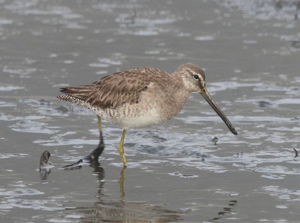 Long-billed Dowitcher - ML61068551