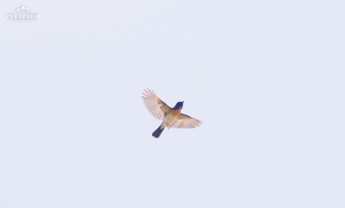 Blue-throated Flycatcher (Notch-throated) - ML610685800